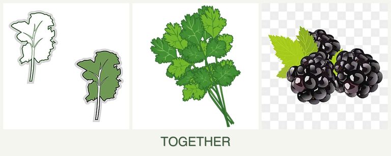 Can you plant kale, cilantro and blackberries together?
