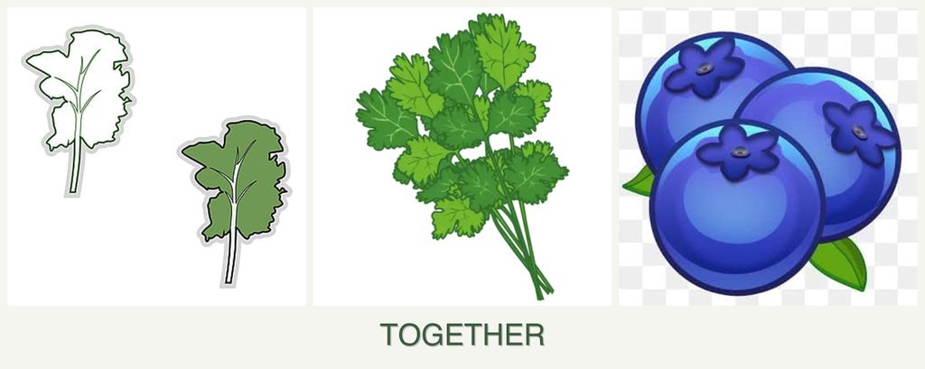 Can you plant kale, cilantro and blueberries together?