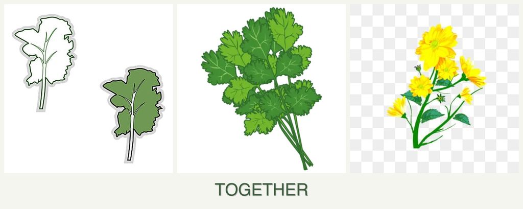 Can you plant kale, cilantro and calendula together?