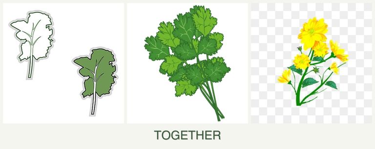 Can you plant kale, cilantro and calendula together?