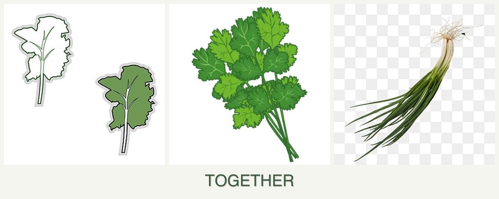 Can you plant kale, cilantro and chives together?