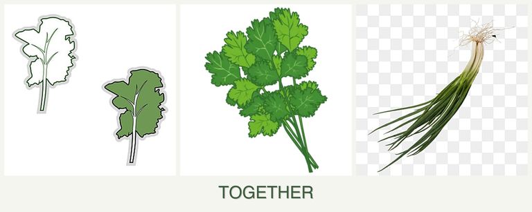 Can you plant kale, cilantro and chives together?