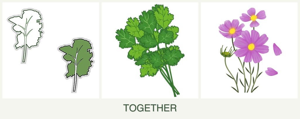 Can you plant kale, cilantro and cosmos together?