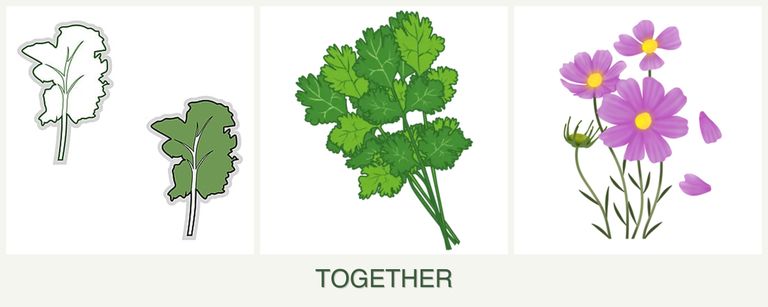 Can you plant kale, cilantro and cosmos together?