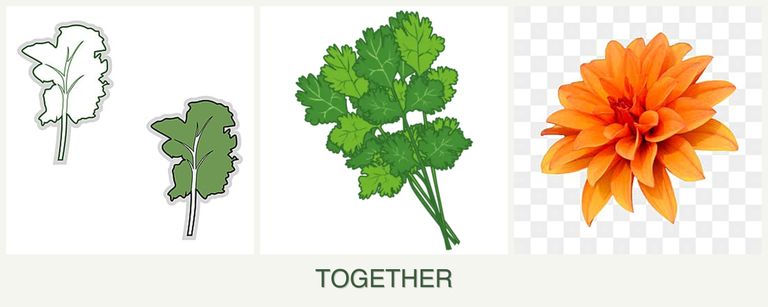 Can you plant kale, cilantro and dahlias together?