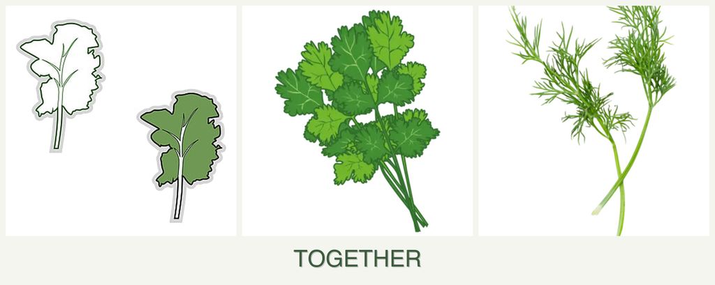 Can you plant kale, cilantro and dill together?