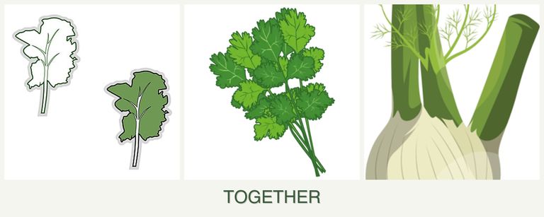 Can you plant kale, cilantro and fennel together?