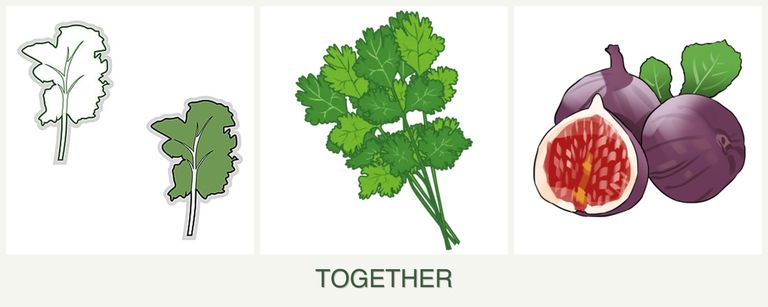 Can you plant kale, cilantro and figs together?
