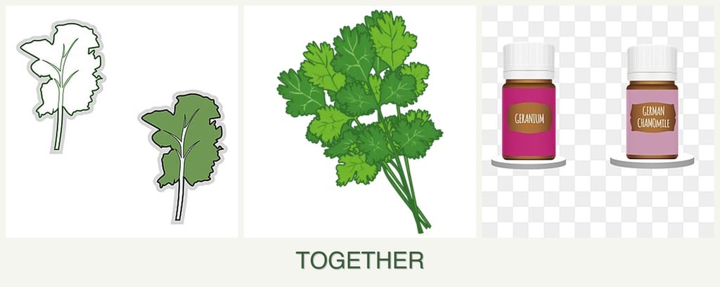 Can you plant kale, cilantro and geraniums together?