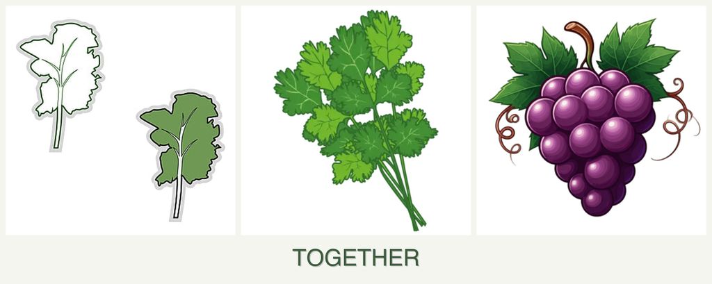 Can you plant kale, cilantro and grapes together?