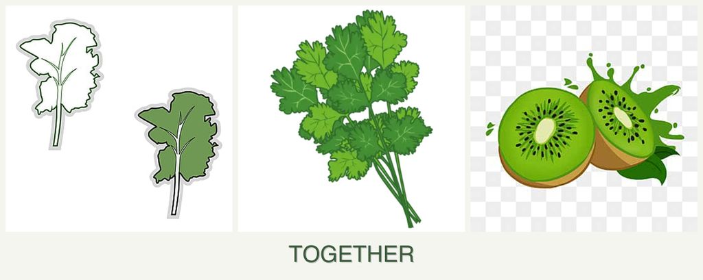 Can you plant kale, cilantro and kiwi together?