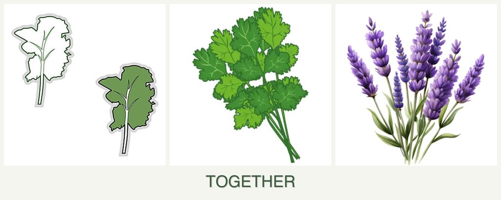 Can you plant kale, cilantro and lavender together?