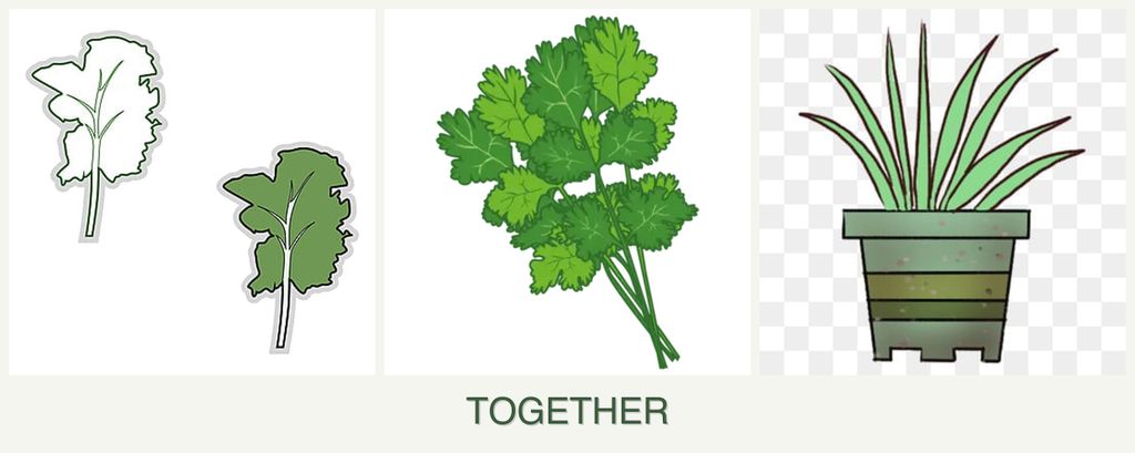 Can you plant kale, cilantro and lemongrass together?