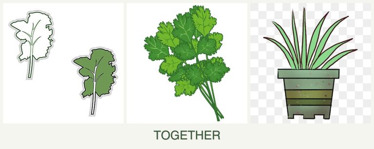 Can you plant kale, cilantro and lemongrass together?