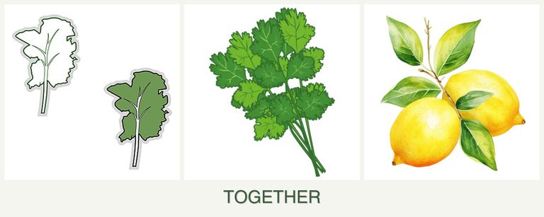 Can you plant kale, cilantro and lemons together?