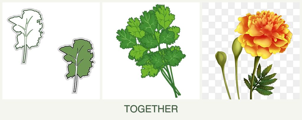 Can you plant kale, cilantro and marigolds together?