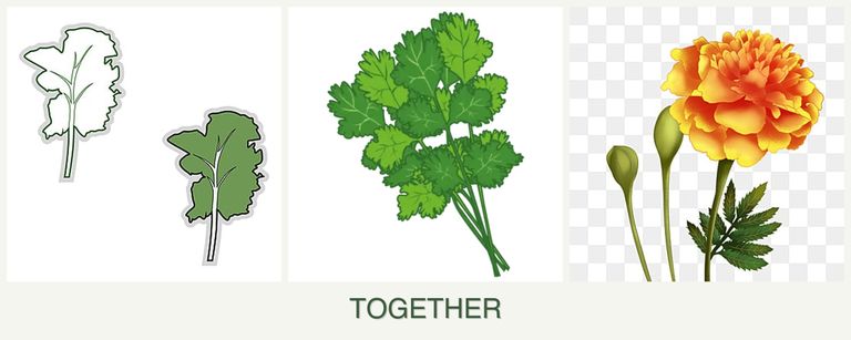Can you plant kale, cilantro and marigolds together?