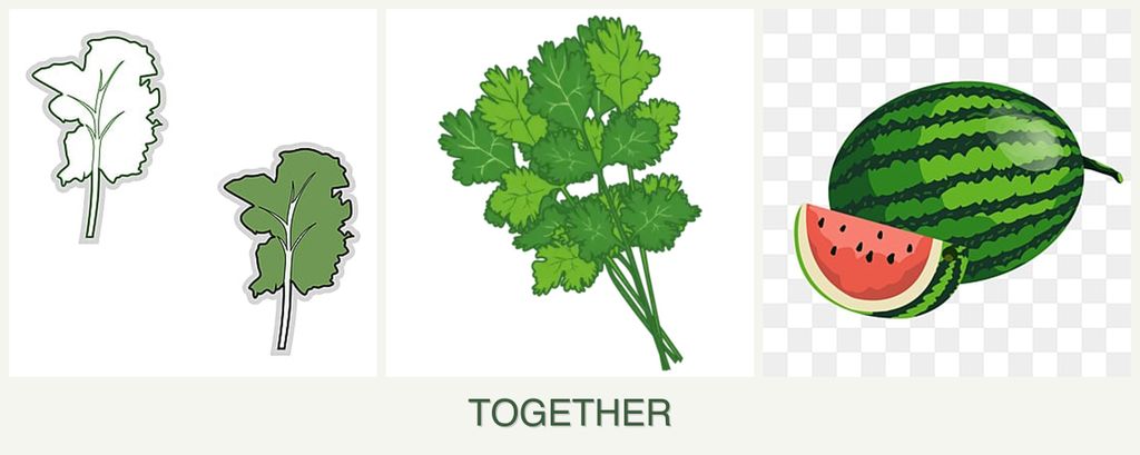 Can you plant kale, cilantro and melons together?