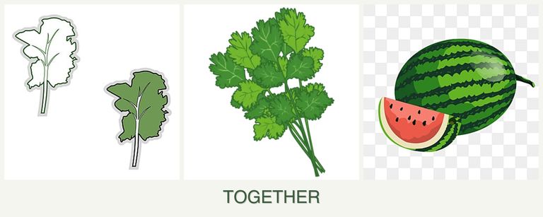 Can you plant kale, cilantro and melons together?