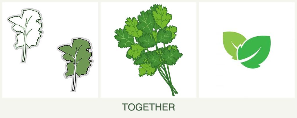 Can you plant kale, cilantro and mint together?