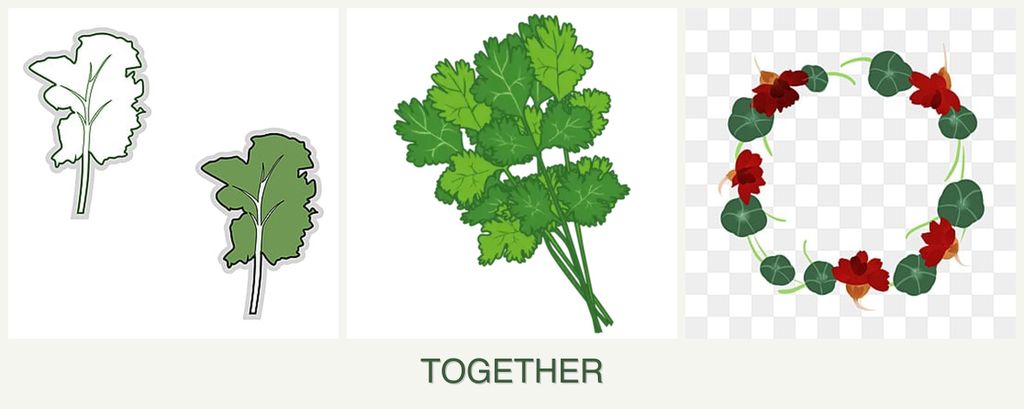 Can you plant kale, cilantro and nasturtiums together?