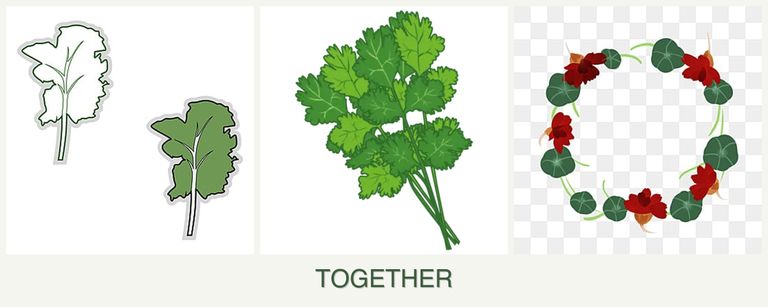 Can you plant kale, cilantro and nasturtiums together?