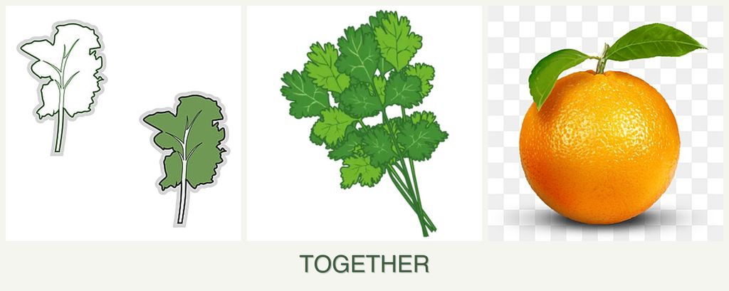 Can you plant kale, cilantro and oranges together?