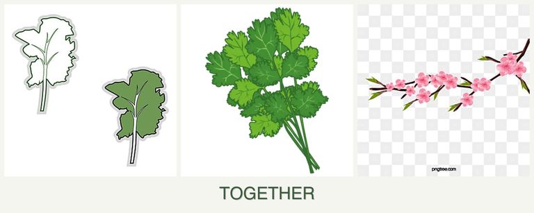 Can you plant kale, cilantro and peaches together?
