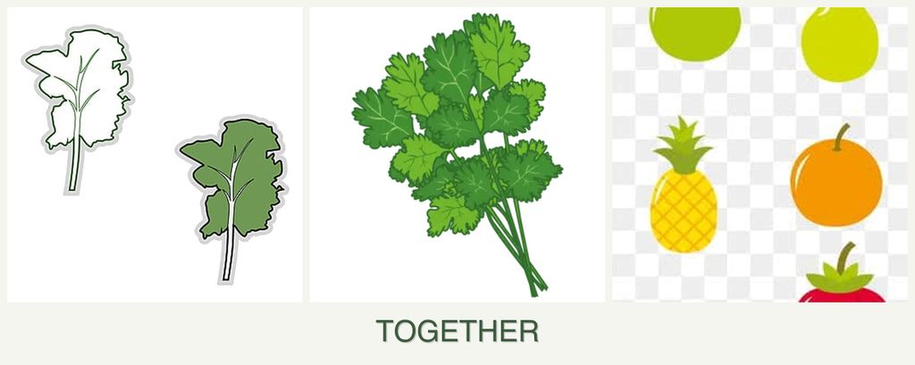 Can you plant kale, cilantro and pears together?
