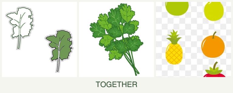 Can you plant kale, cilantro and pears together?