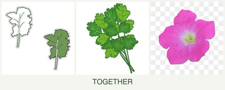 Can you plant kale, cilantro and petunias together?