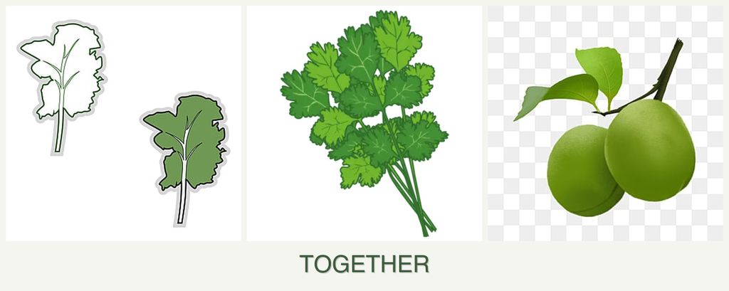 Can you plant kale, cilantro and plums together?