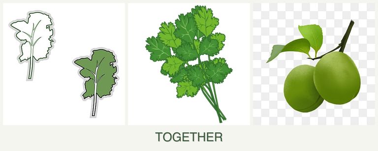 Can you plant kale, cilantro and plums together?