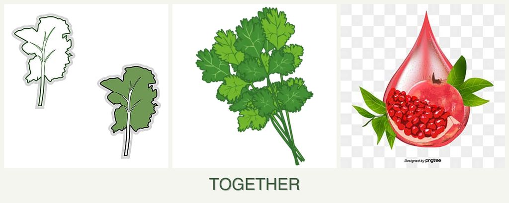 Can you plant kale, cilantro and pomegranates together?