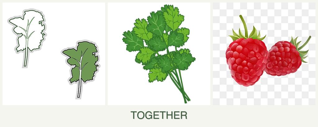 Can you plant kale, cilantro and raspberries together?