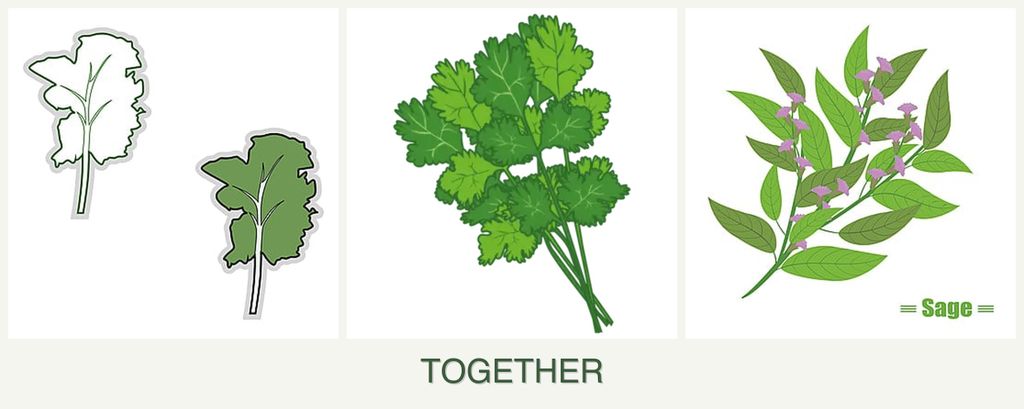 Can you plant kale, cilantro and sage together?