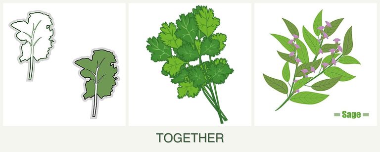Can you plant kale, cilantro and sage together?