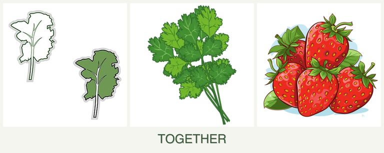 Can you plant kale, cilantro and strawberries together?