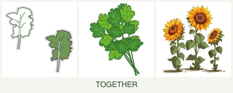 Can you plant kale, cilantro and sunflowers together?