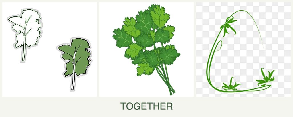 Can you plant kale, cilantro and tarragon together?