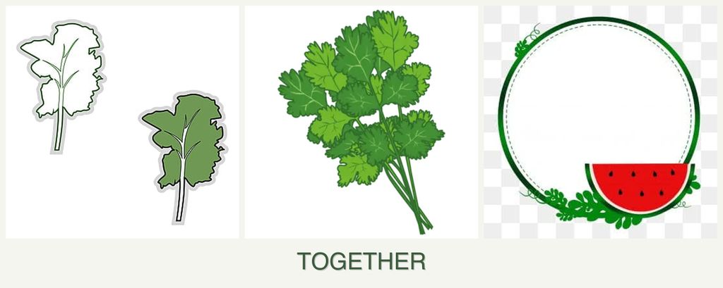 Can you plant kale, cilantro and watermelons together?