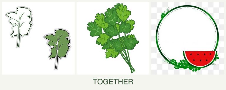 Can you plant kale, cilantro and watermelons together?