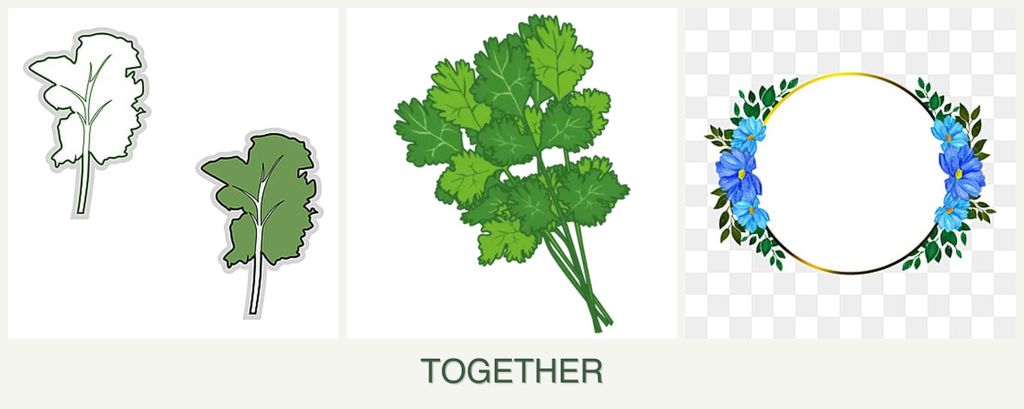 Can you plant kale, cilantro and zinnias together?
