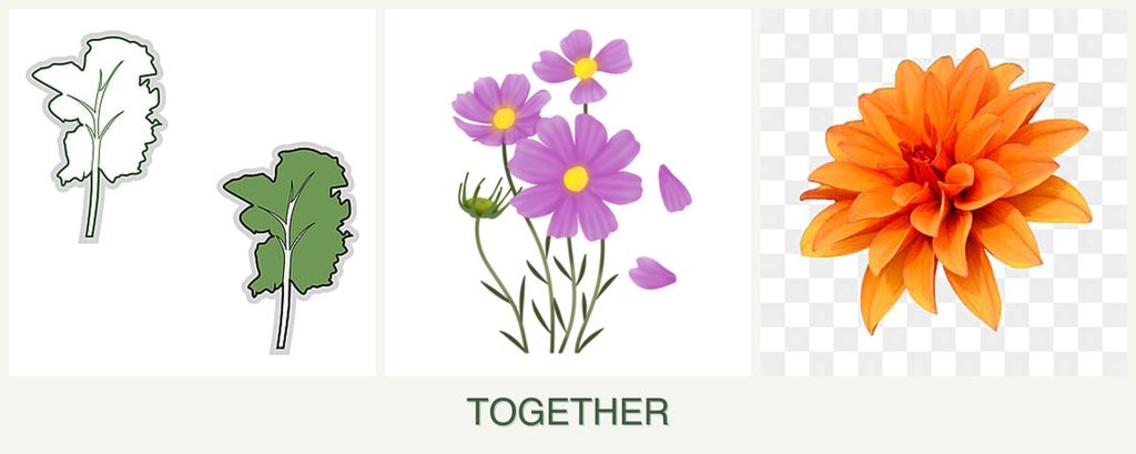 Can you plant kale, cosmos and dahlias together?