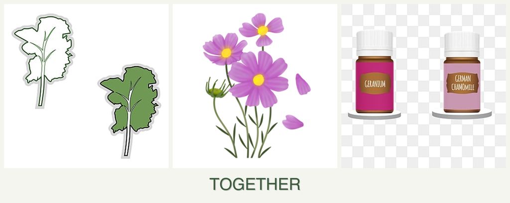 Can you plant kale, cosmos and geraniums together?