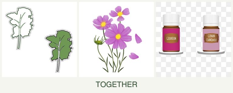 Can you plant kale, cosmos and geraniums together?