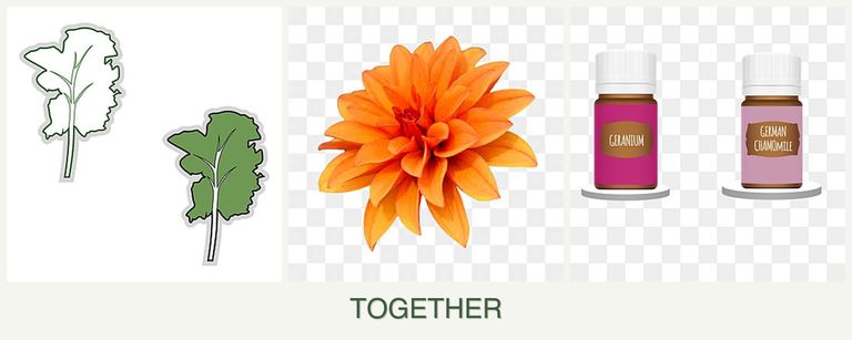 Can you plant kale, dahlias and geraniums together?