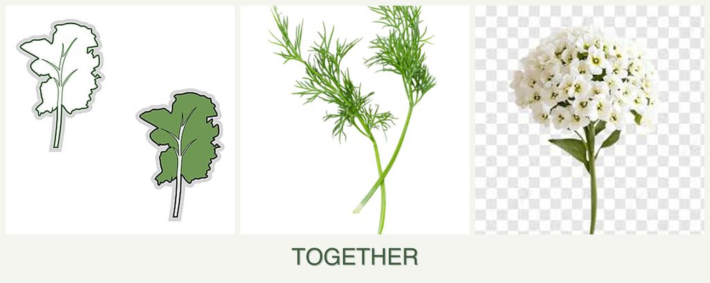 Can you plant kale, dill and alyssum together?