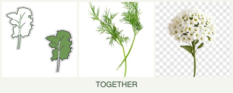 Can you plant kale, dill and alyssum together?