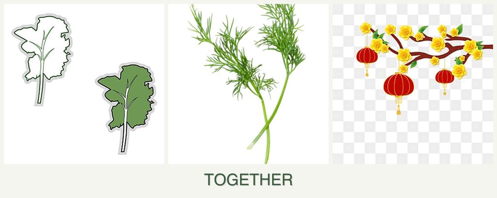 Can you plant kale, dill and apricots together?